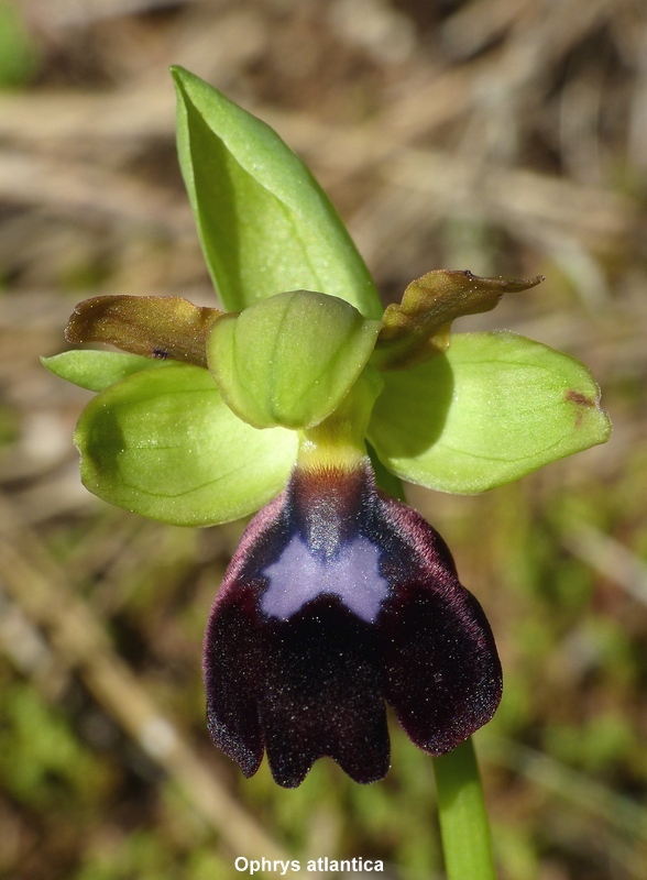 Andalusia: le orchidee e Grandi Pietre  marzo-aprile 2023.